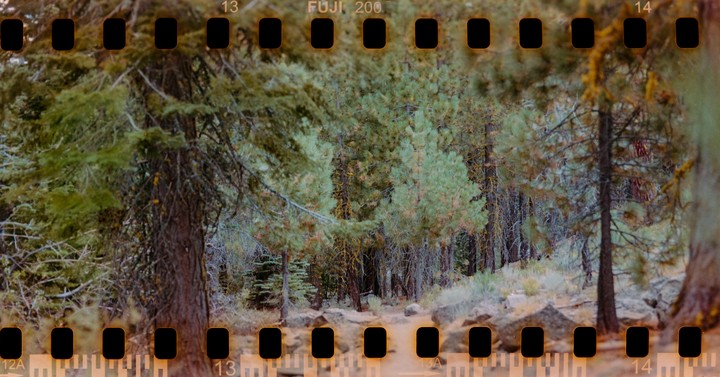 A path winds through a forest of pine trees with rocks and dry grass on the ground.