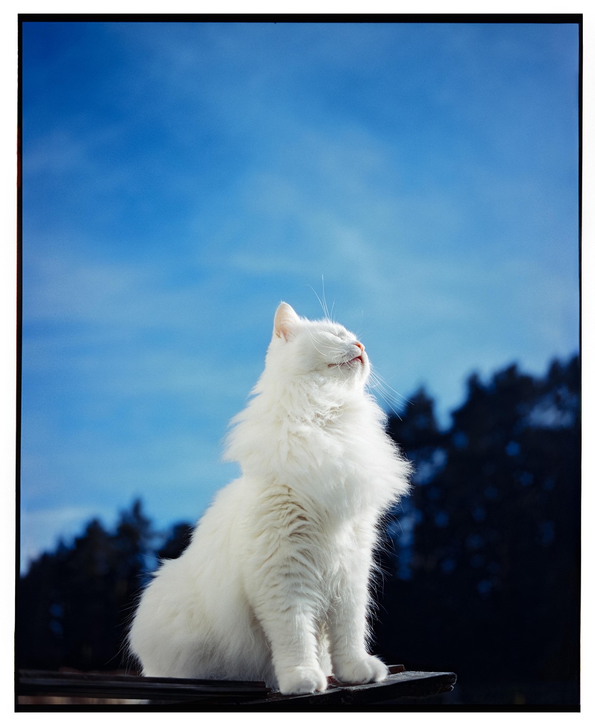 A fluffy white cat sits with its head tilted upwards, eyes closed, against a bright blue sky with dark trees in the background.