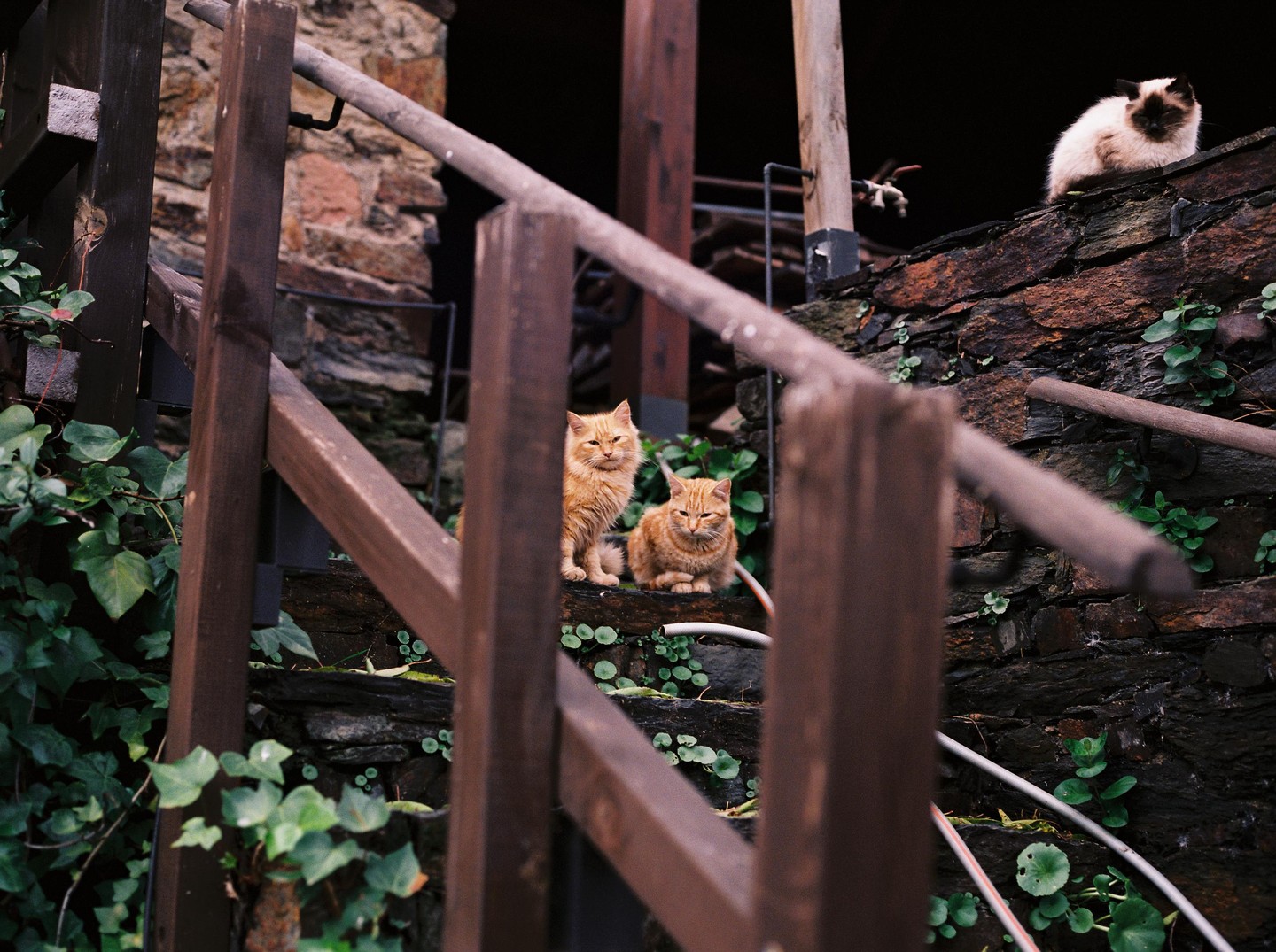Three cats are visible on a stone wall with ivy, partially obscured by a wooden railing.