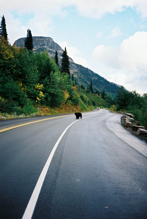 A black bear crosses a winding mountain road with a car approaching in the distance.