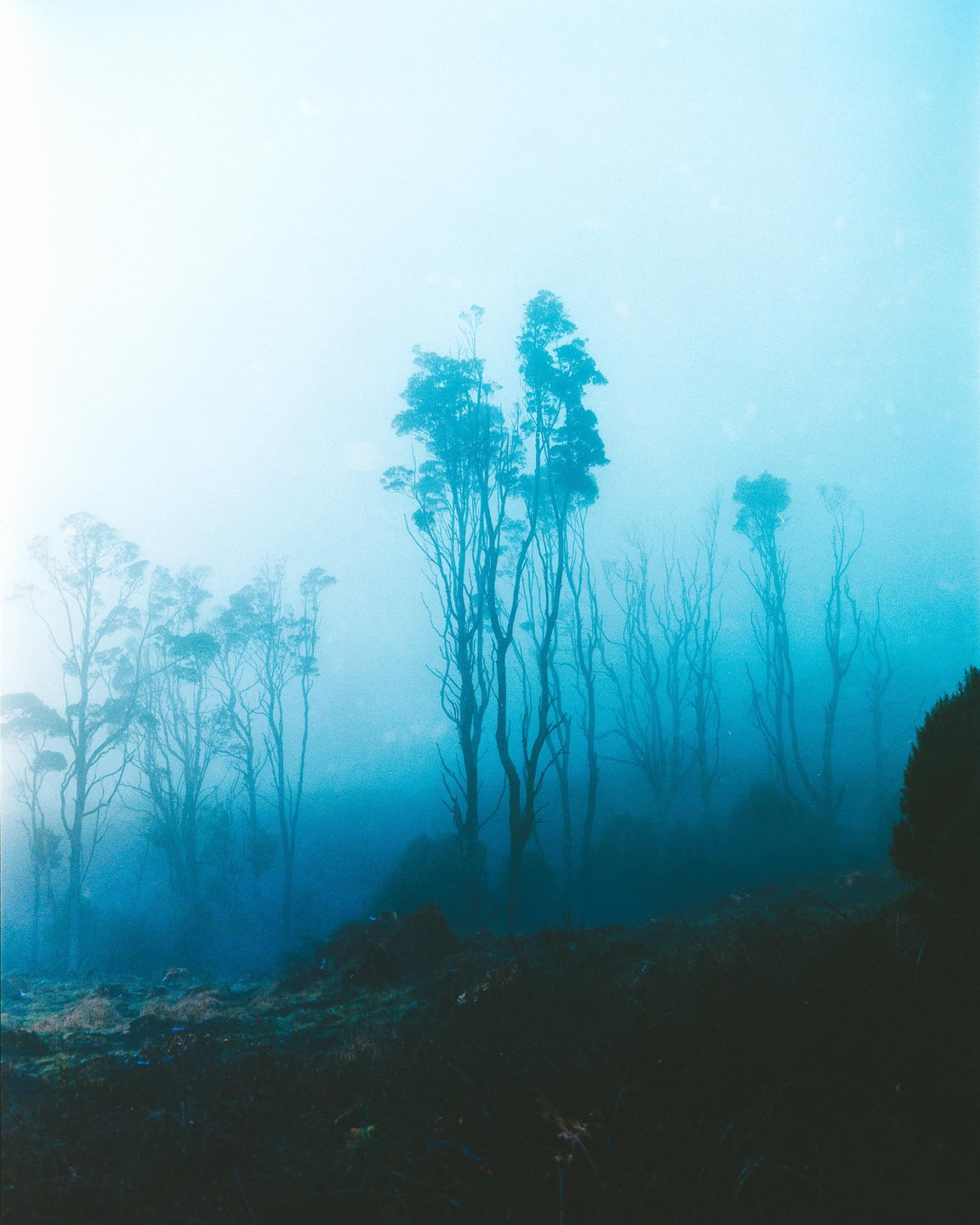 A forest of tall, slender trees is shrouded in a thick blue fog.