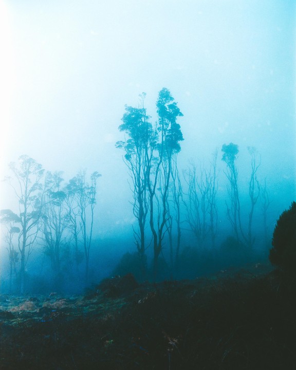 A forest of tall, slender trees is shrouded in a thick blue fog.