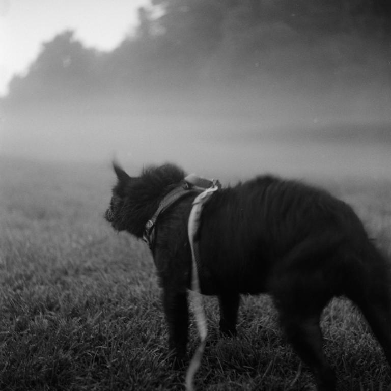 A black cat wearing a harness shakes its head in a misty field.