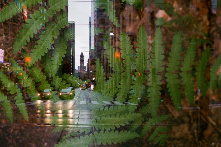A double exposure shows a street in Toronto with cars and a clock tower overlaid with green fern fronds.