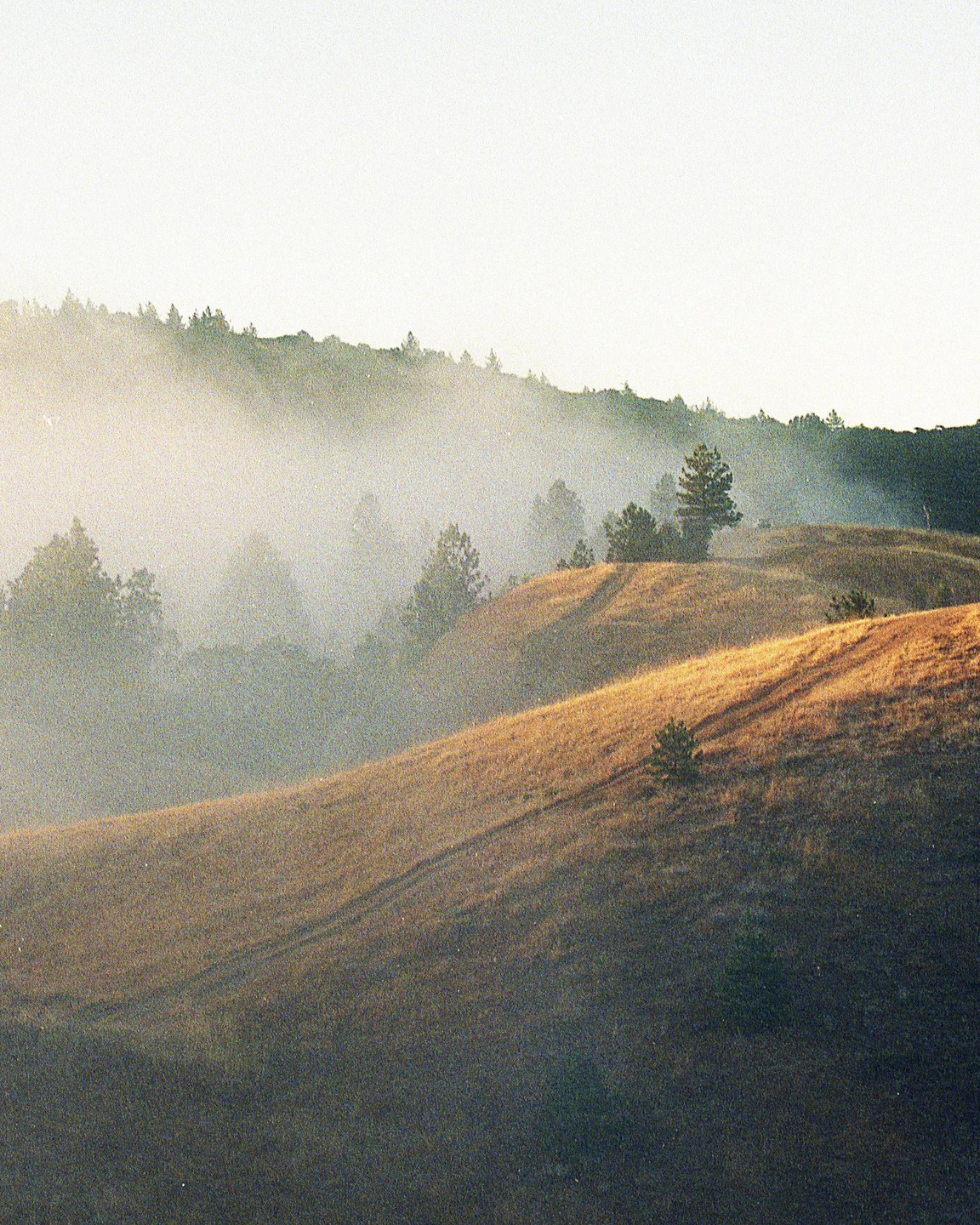 Rolling hills are covered in fog with trees visible in the distance.