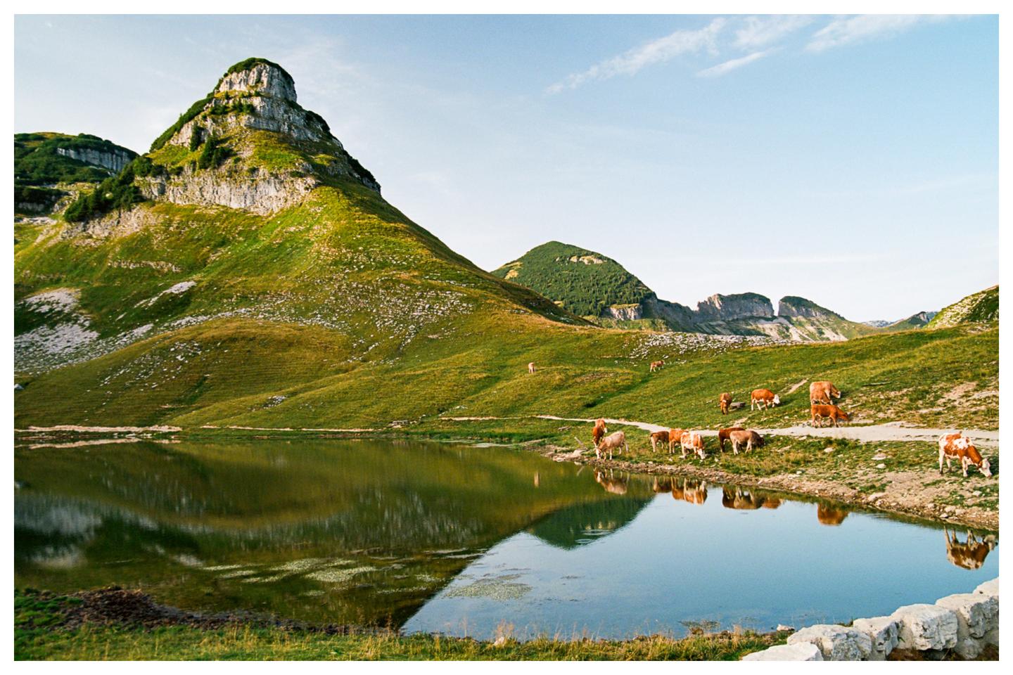 A herd of cows grazes by an alpine lake with mountains in the background.