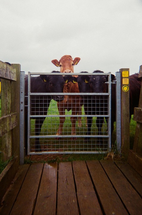 A brown calf peeks over a metal gate, surrounded by other calves, with a wooden walkway in the foreground.