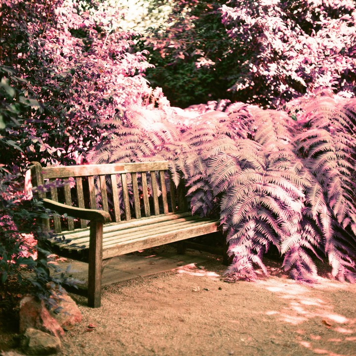 A wooden park bench sits on a dirt path surrounded by vibrant purple ferns and foliage.