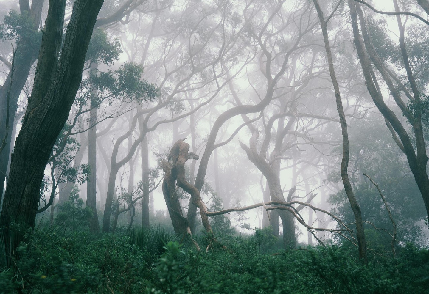 A dense forest is shrouded in fog, with tall trees and lush undergrowth visible.
