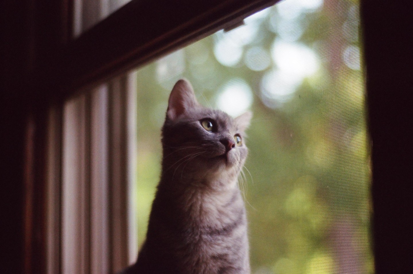 A gray tabby cat looks up and to the right, framed by a window.