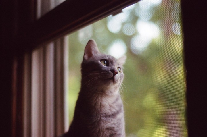 A gray tabby cat looks up and to the right, framed by a window.