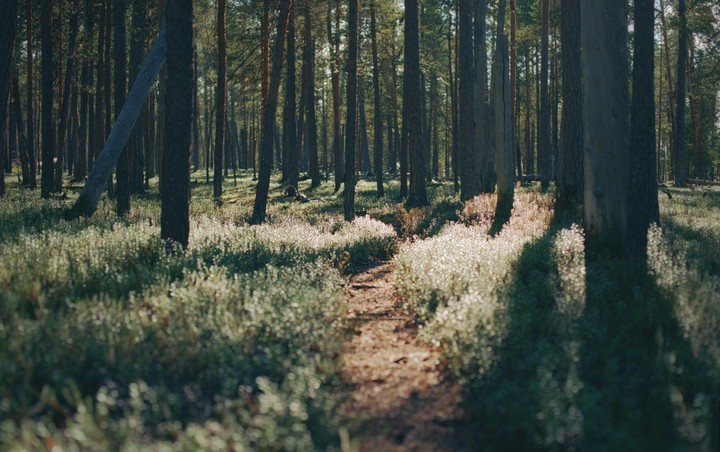 A narrow path winds through a sun-dappled forest with tall trees and lush undergrowth.