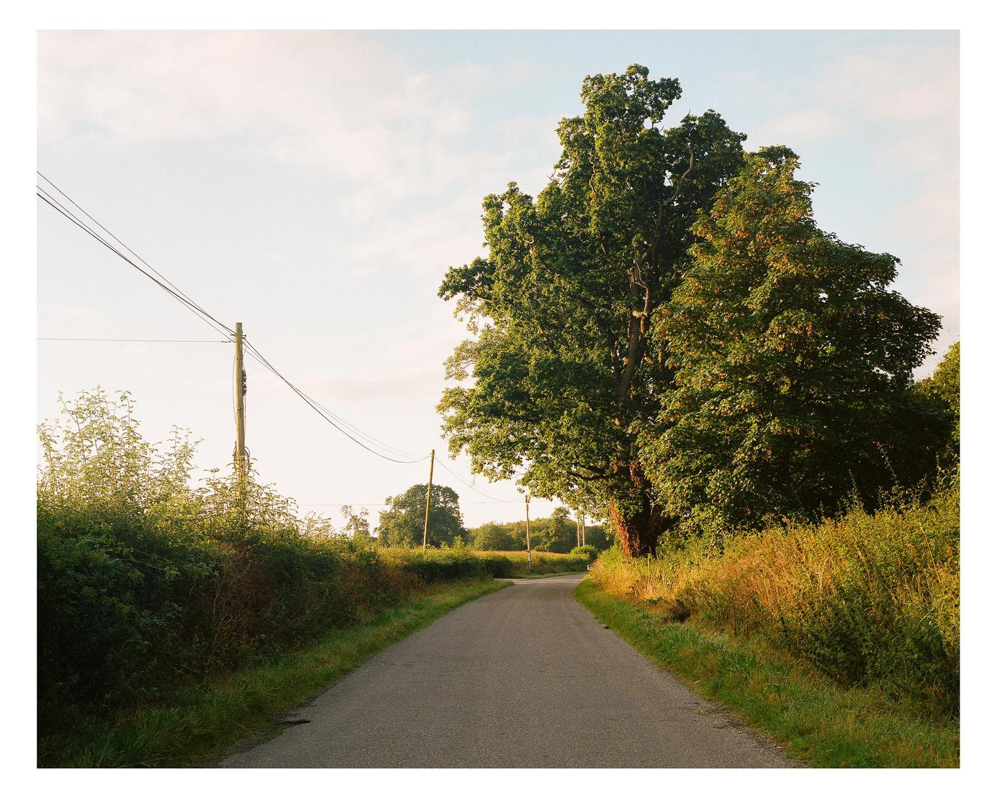 A winding country road is flanked by tall trees and overgrown hedges under a bright sky.