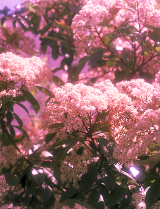 A close-up shot shows clusters of small pink flowers on a bush with green leaves.