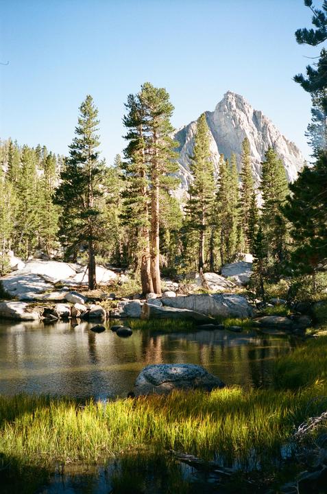 A mountain rises behind a forest and a small lake with tall grass in the foreground.