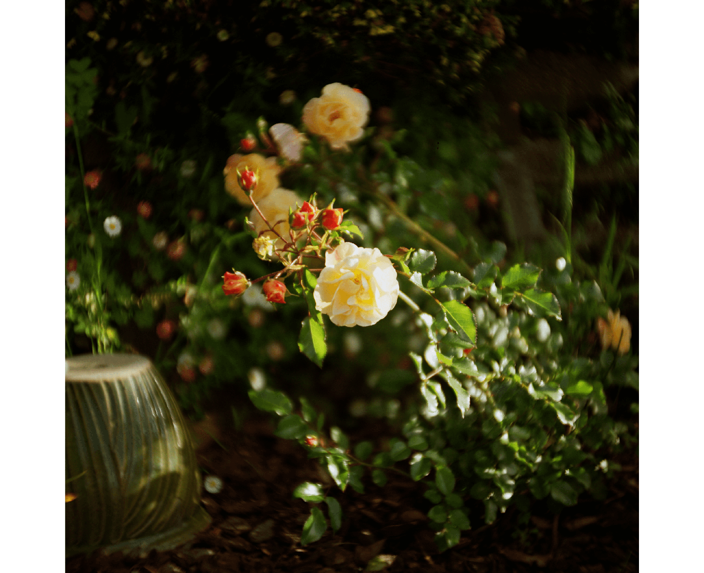 A cluster of light yellow roses and red rosebuds are visible on a bush in a garden.