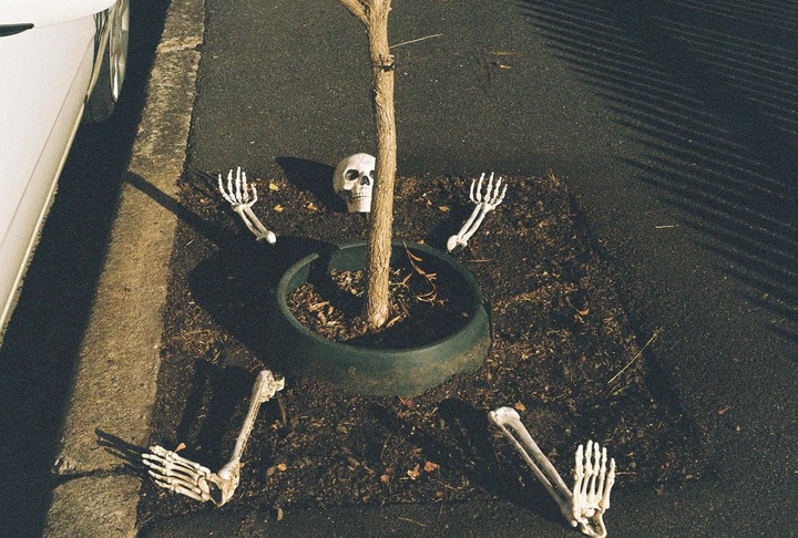 A plastic skeleton head, hands, and feet are arranged around the base of a small tree on a patch of dirt next to a street.