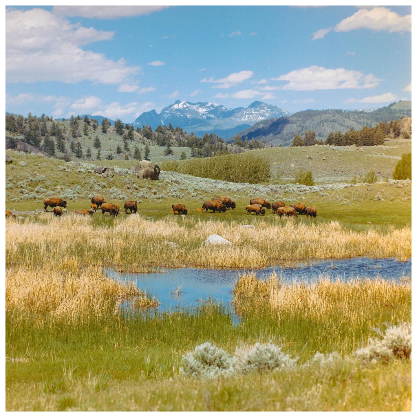 A herd of bison graze in a grassy field with a pond in the foreground and mountains in the background.