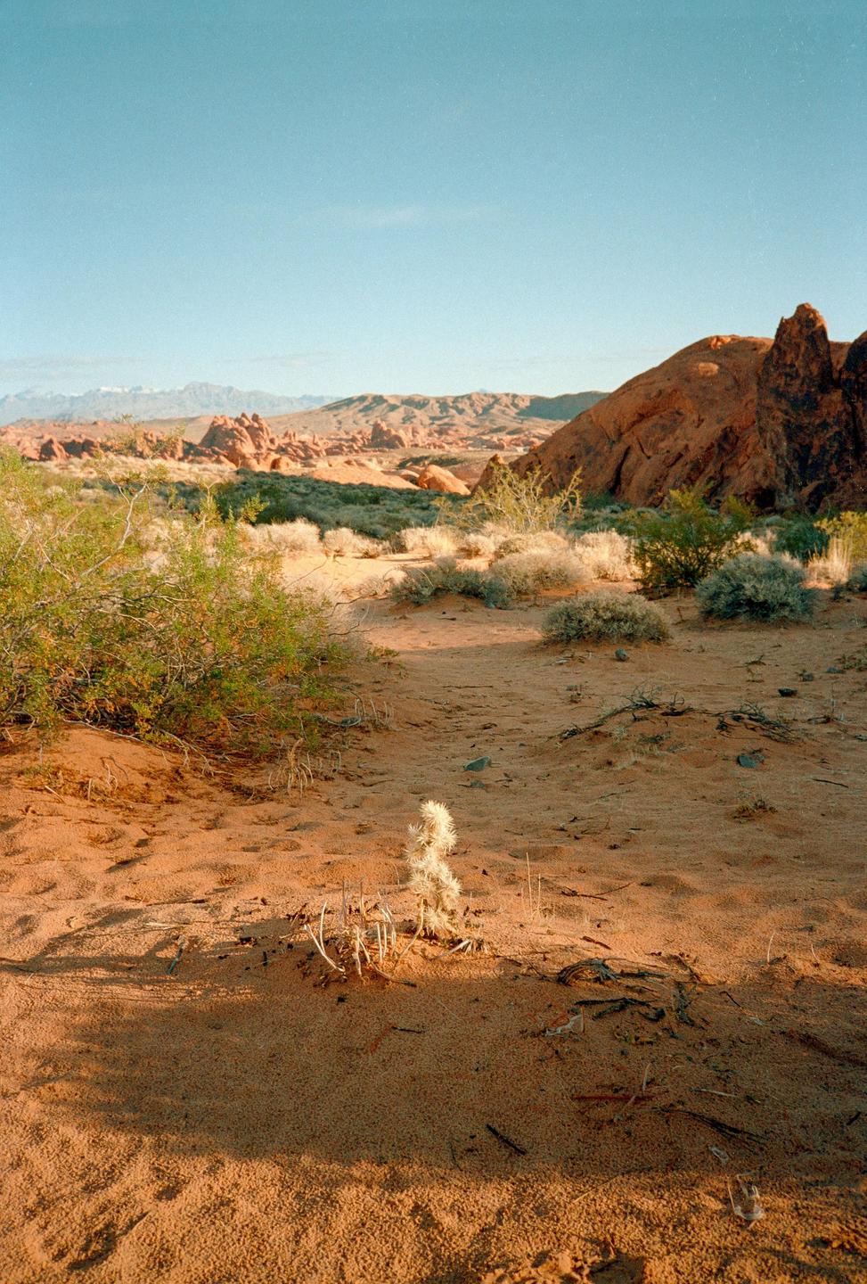 A desert landscape features red rock formations, sand, and sparse vegetation under a clear sky.