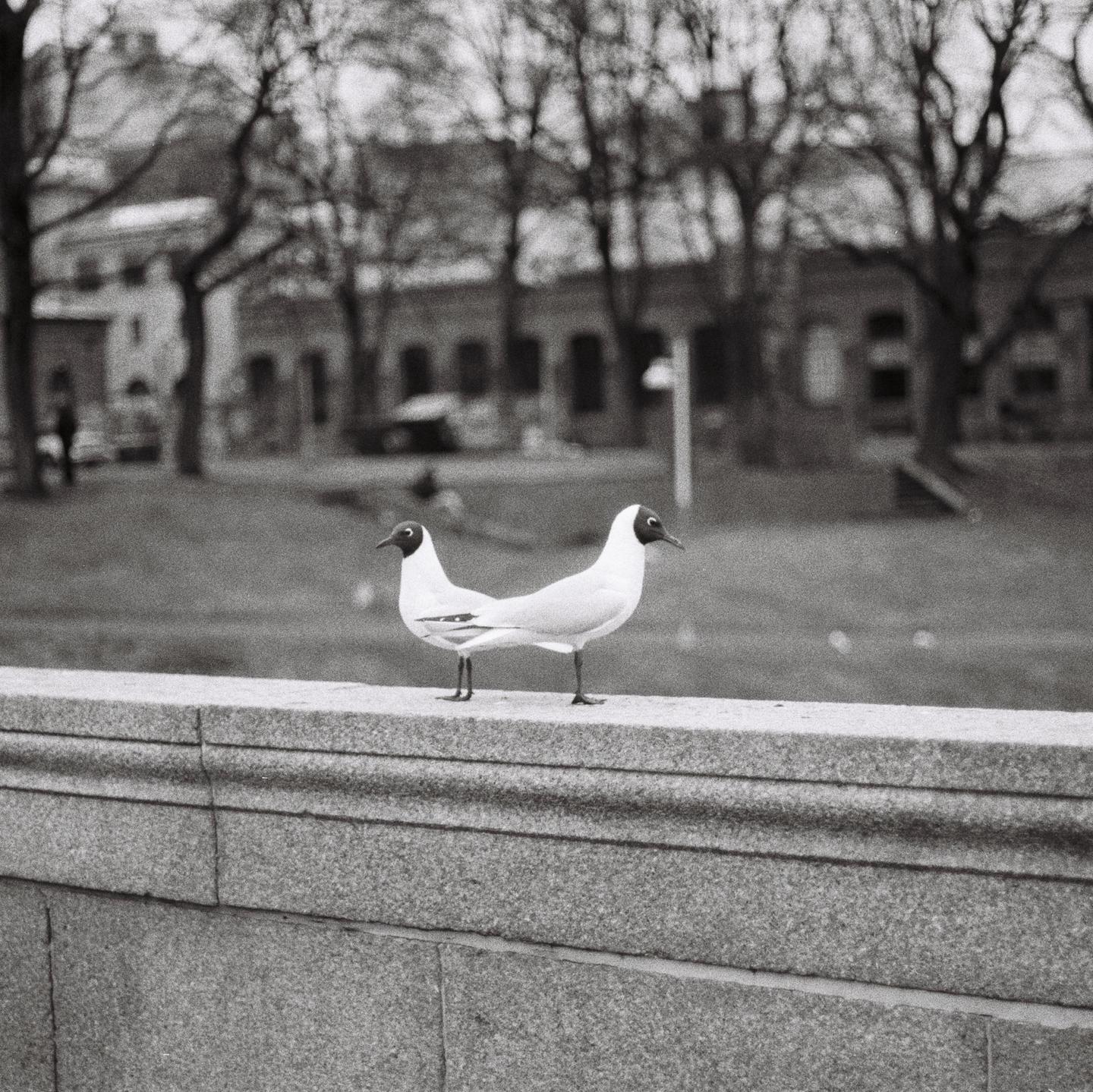Two birds with black heads and white bodies stand on a stone wall, with trees and buildings in the background.