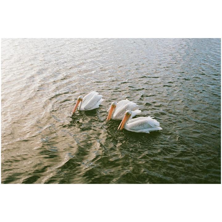 Three pelicans swim in rippling water.
