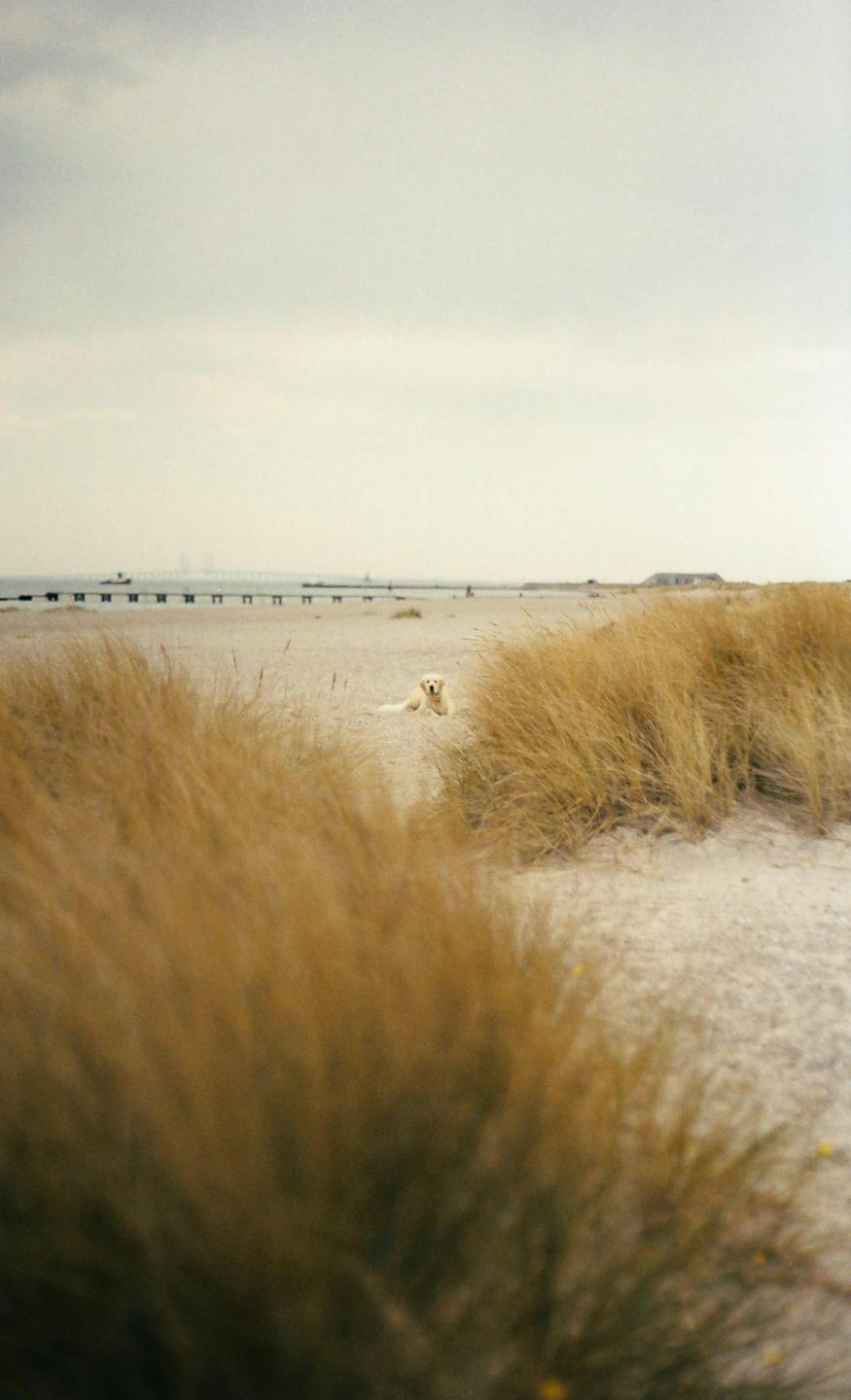 A golden retriever lies on a sandy beach with tall grass in the foreground and a distant pier.