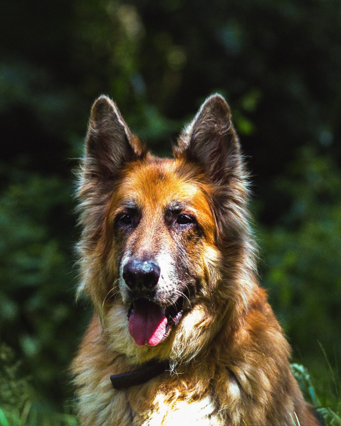A German shepherd with its tongue out is looking forward.