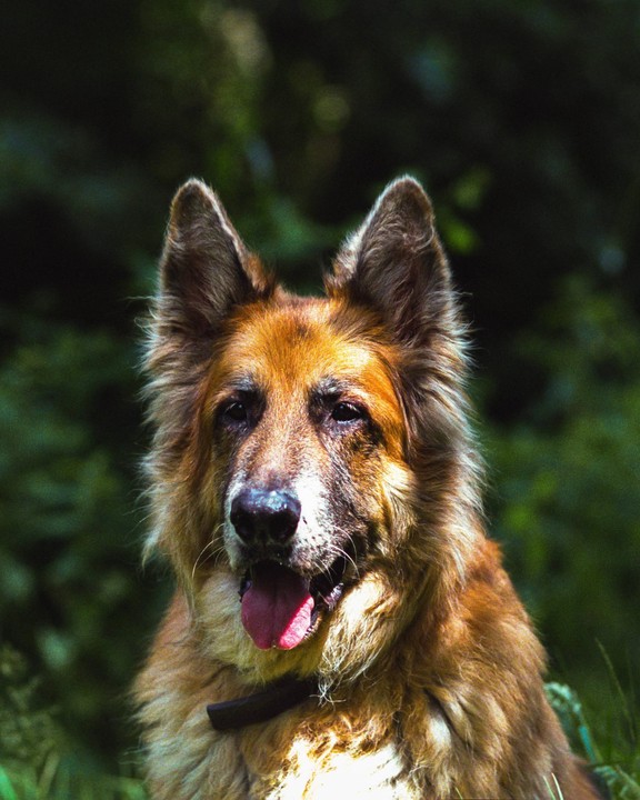 A German shepherd with its tongue out is looking forward.