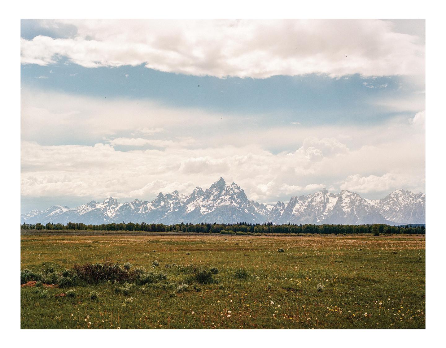 A vast green field with scattered wildflowers and bushes stretches towards a line of trees, beyond which snow-capped mountains rise under a cloudy sky.