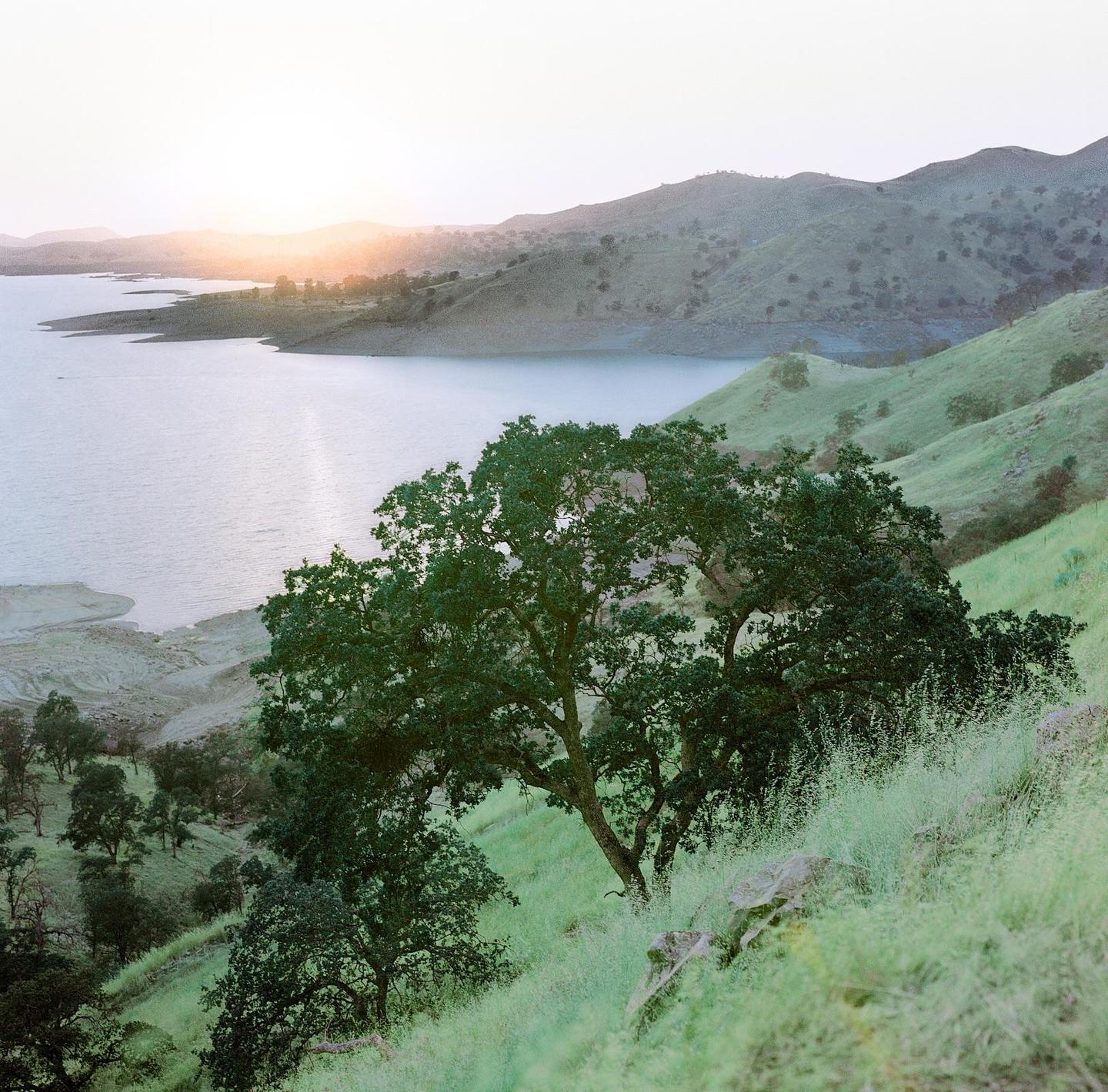 A large tree stands on a grassy hillside overlooking a lake with mountains in the distance at sunset.