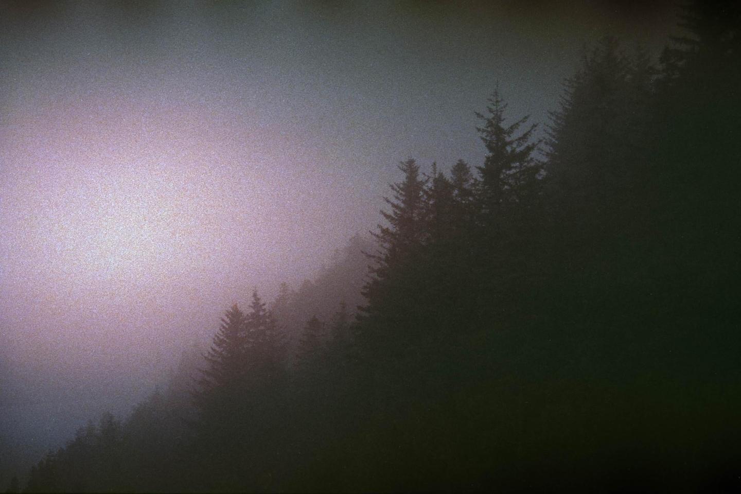 A dense forest of pine trees is shrouded in a thick fog, with a soft purple light illuminating the mist.