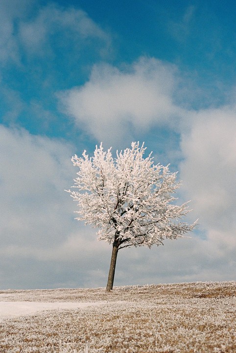 A single tree covered in frost stands in a snowy field under a blue sky with clouds.