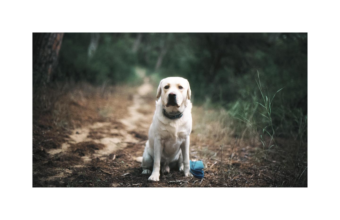 A white labrador sits on a dirt path in a forest with a blue leash next to it.