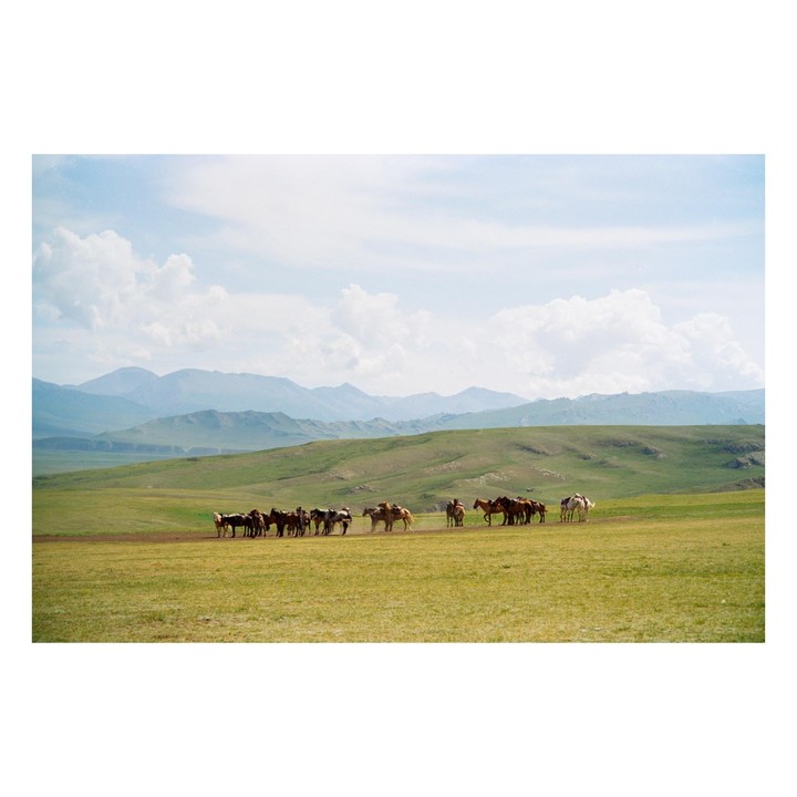 A herd of horses stands in a vast green field with mountains in the background under a cloudy sky.