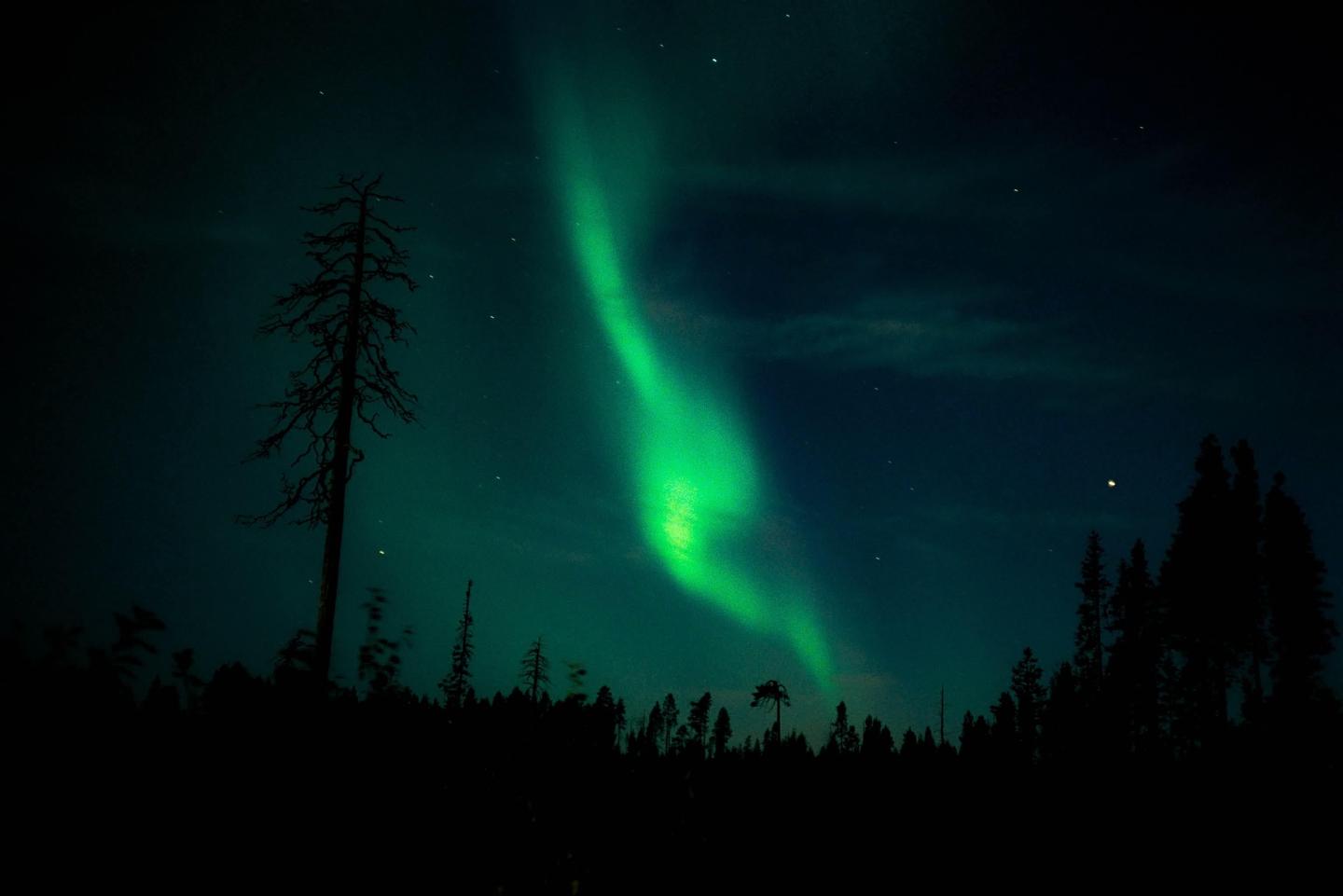 The northern lights glow green in the night sky above a forest.