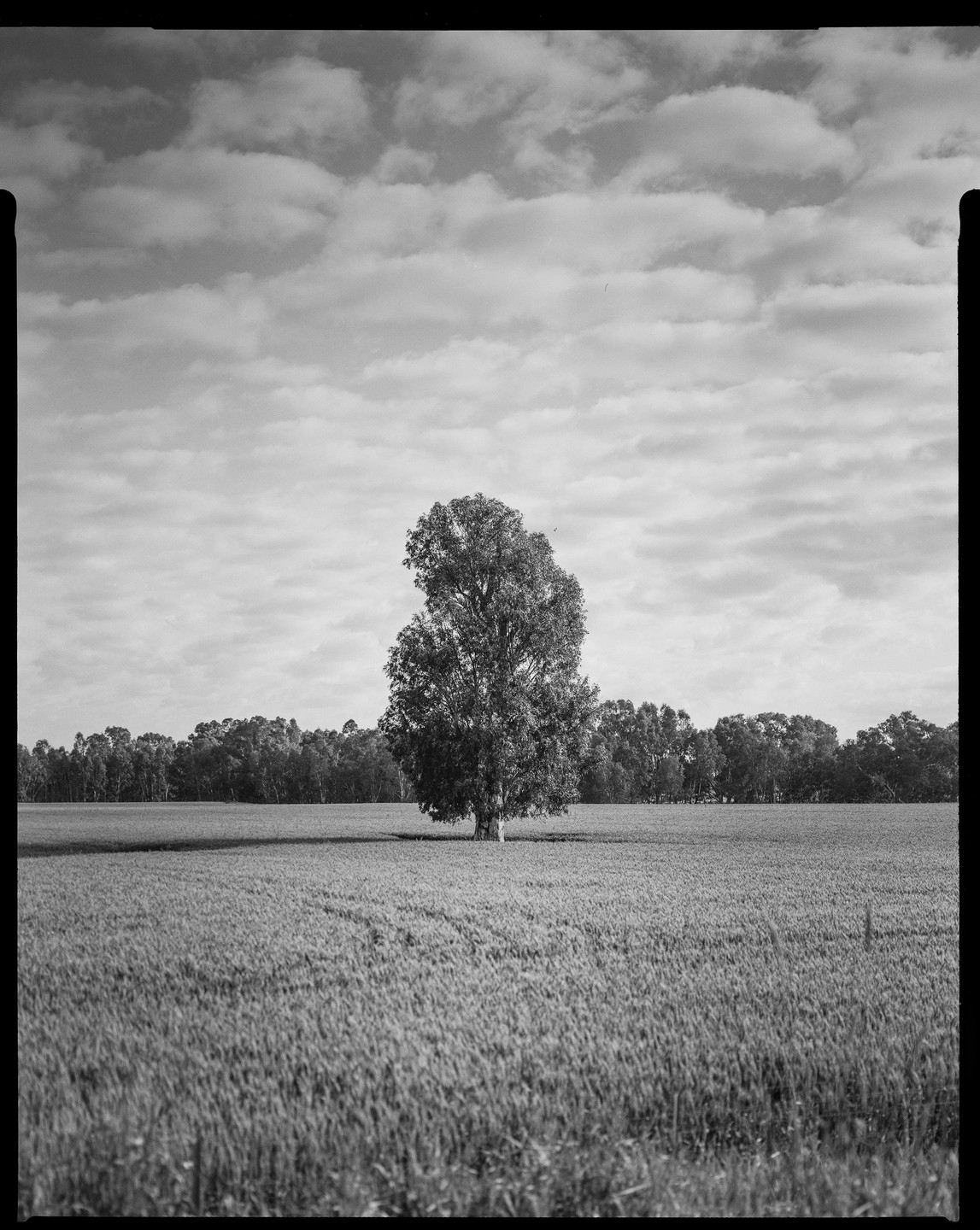 A lone tree stands in a vast field under a cloudy sky, with a line of trees in the distance.