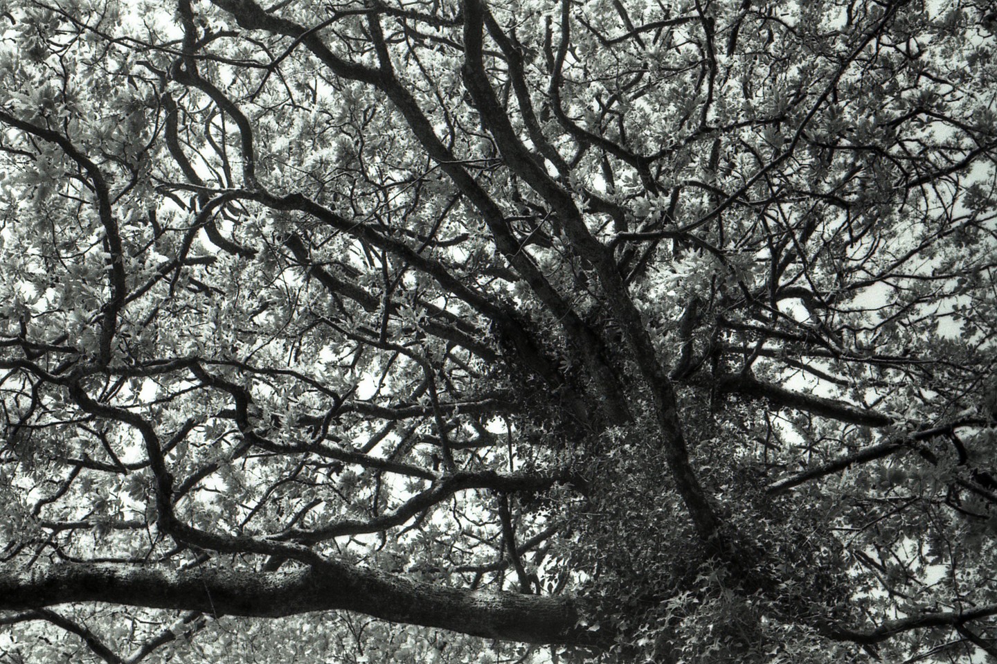 A low-angle view shows the intricate pattern of tree branches and leaves against a bright sky.