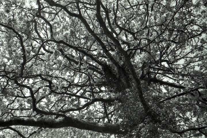 A low-angle view shows the intricate pattern of tree branches and leaves against a bright sky.