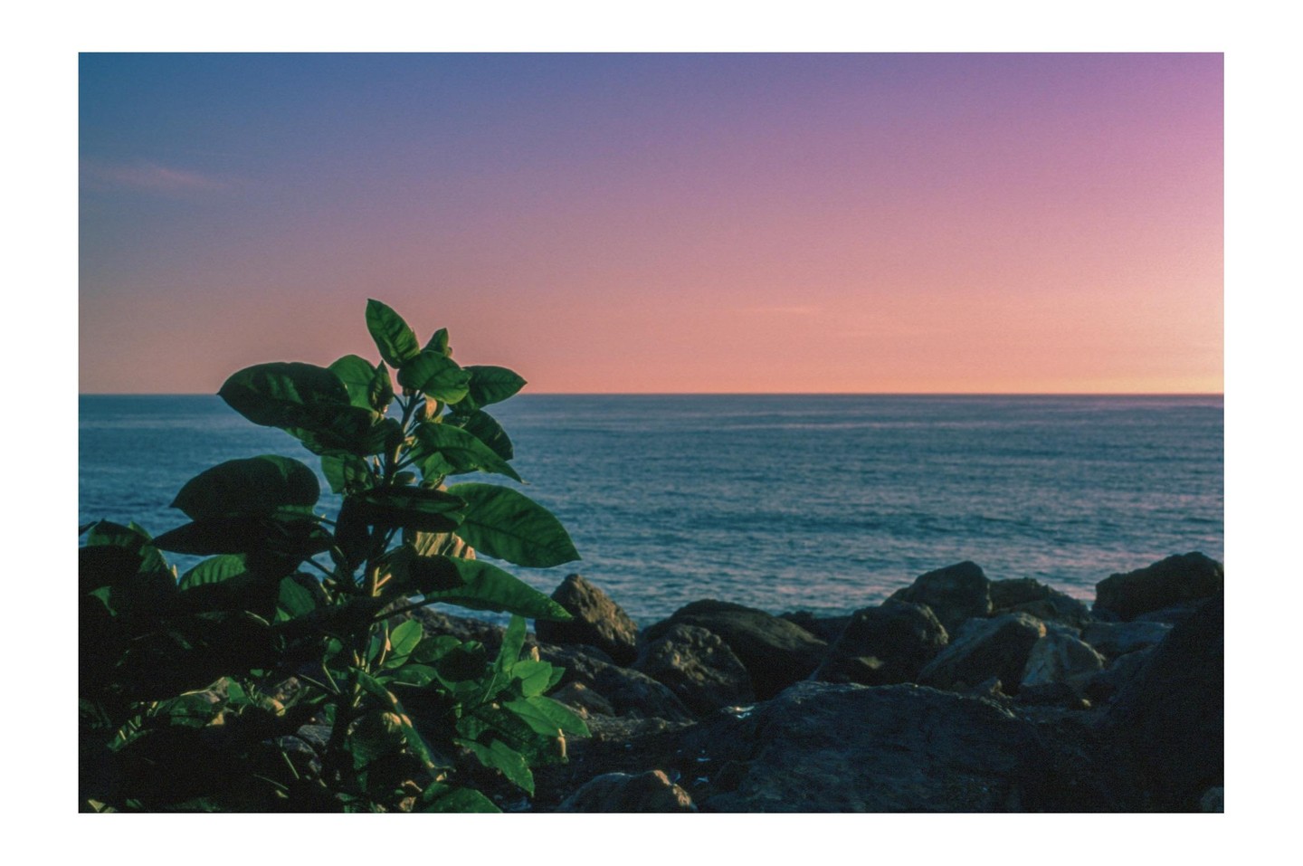 A plant and rocks are in the foreground of a sunset over the ocean.