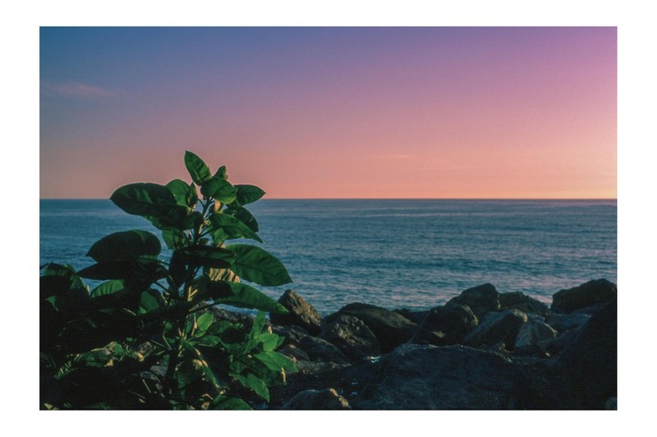 A plant and rocks are in the foreground of a sunset over the ocean.