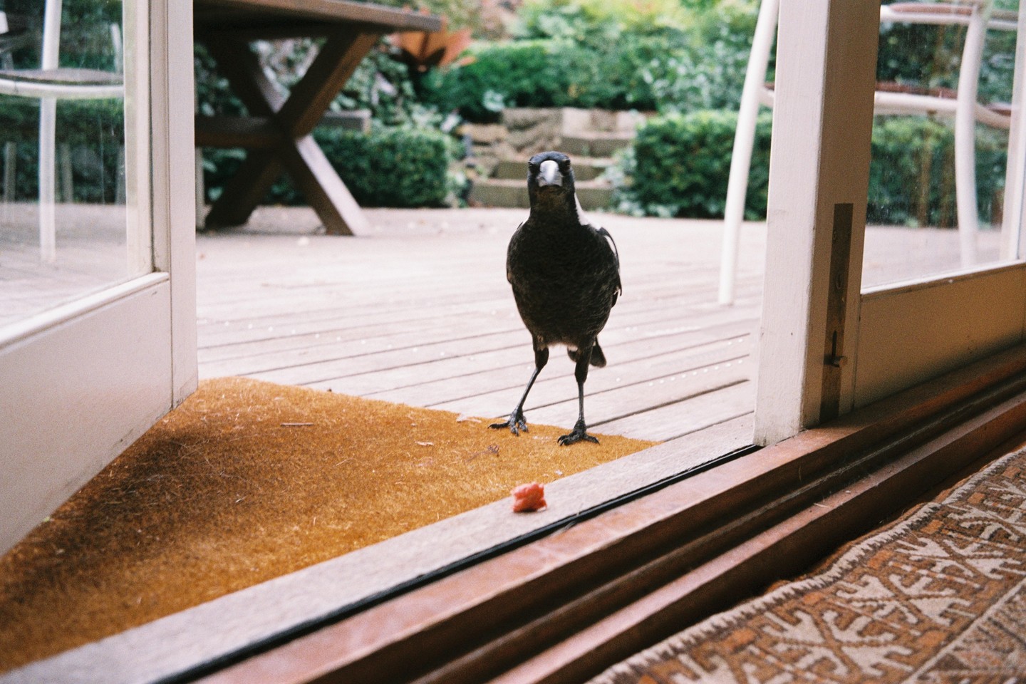 A magpie stands on a doormat outside a glass door, looking directly at the viewer.