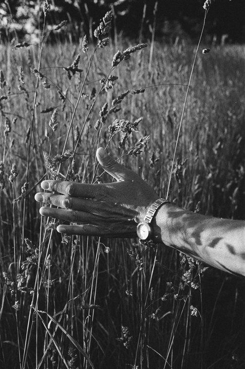 A person's arm and hand with a watch are visible among tall grass.