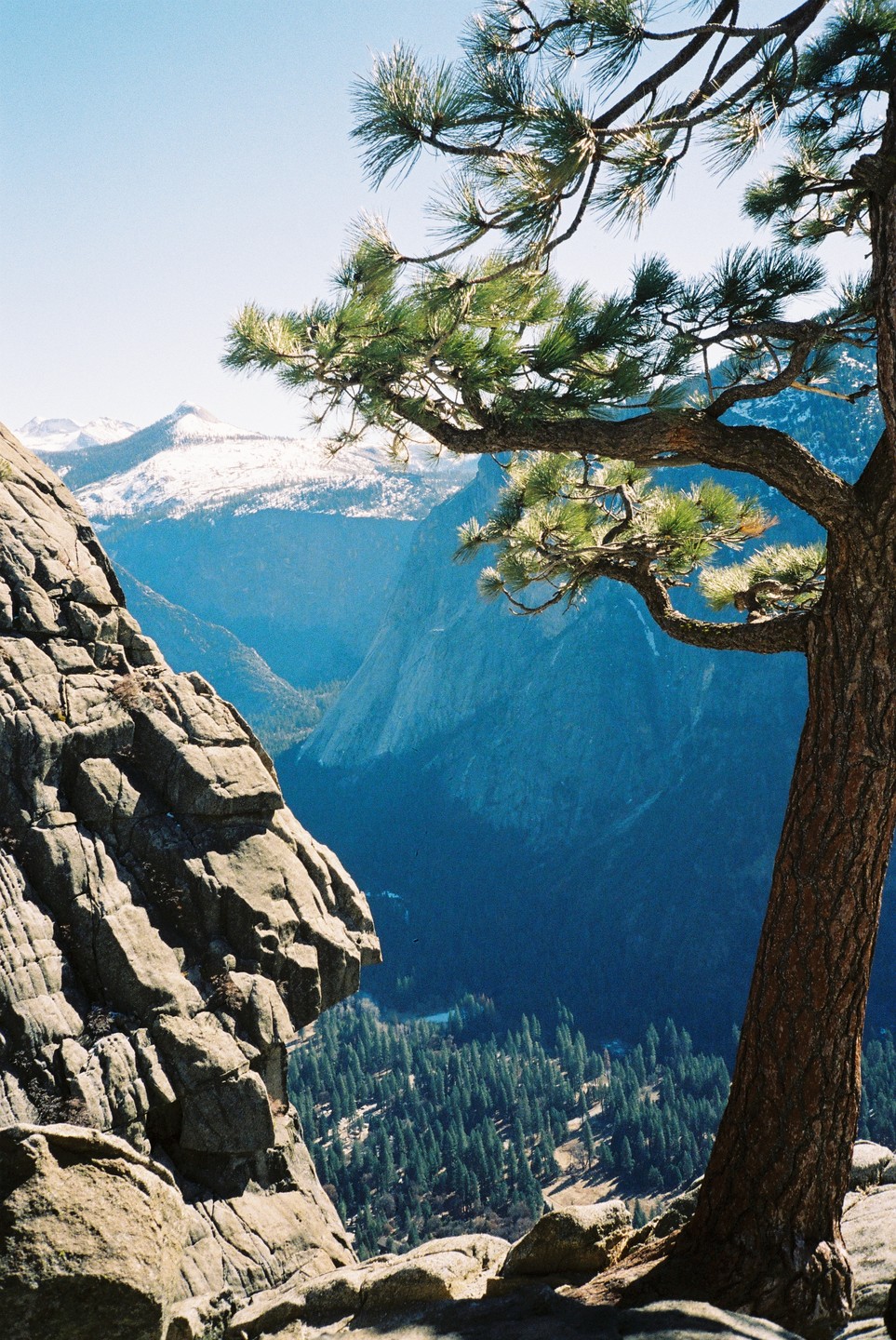 A pine tree with a gnarled branch frames a view of a valley with snow-capped mountains in the distance.