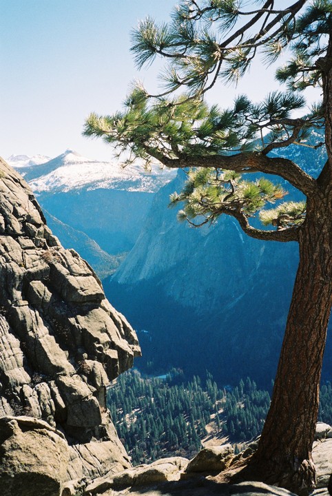A pine tree with a gnarled branch frames a view of a valley with snow-capped mountains in the distance.