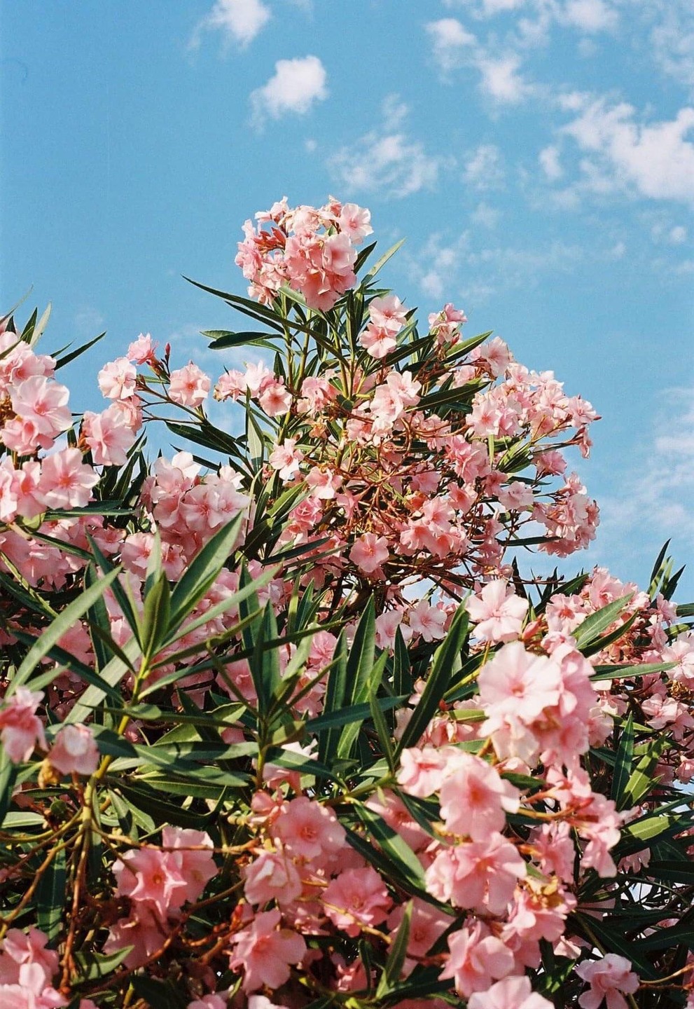 Pink flowers with green leaves are shown against a blue sky with white clouds.