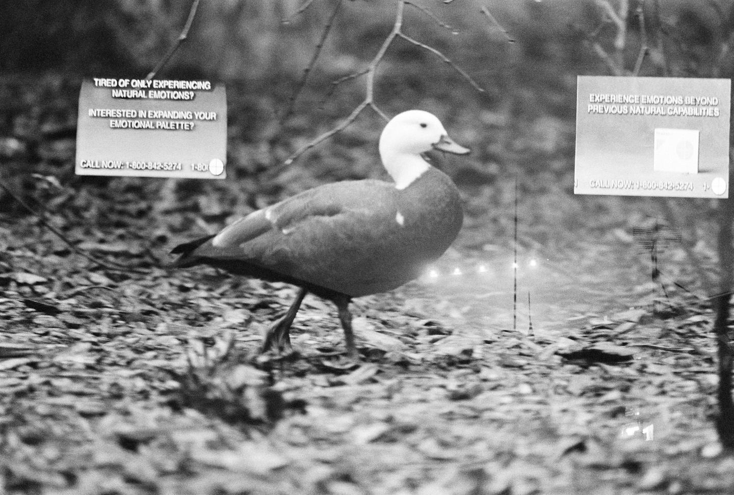 A duck walks on a forest floor with two signs advertising emotional expansion in the background.