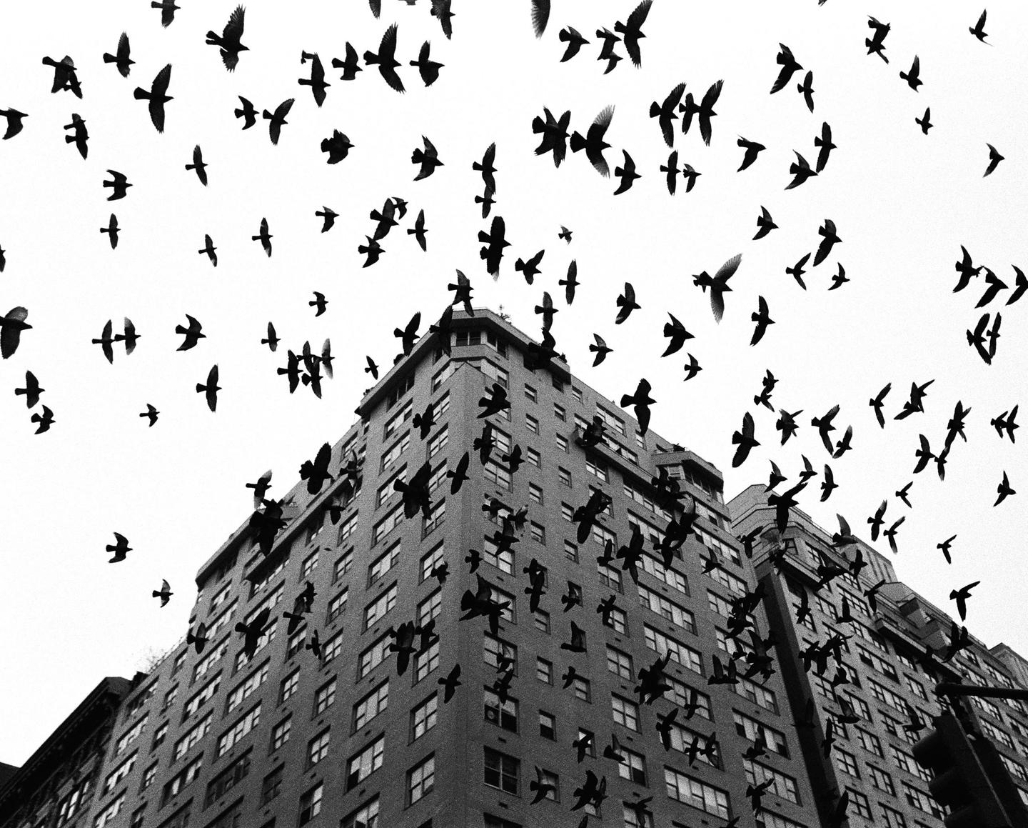 A flock of birds flies above a tall building.