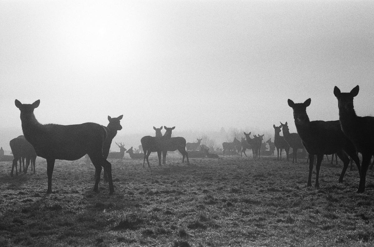 A herd of deer is silhouetted against a hazy, bright background in a field.