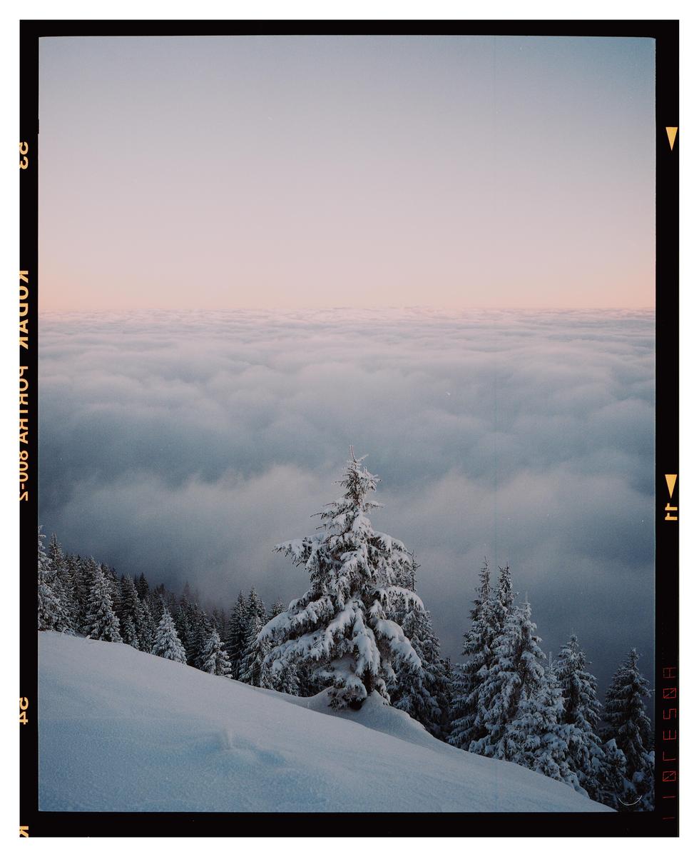 Snow-covered pine trees stand on a mountain slope above a sea of clouds.