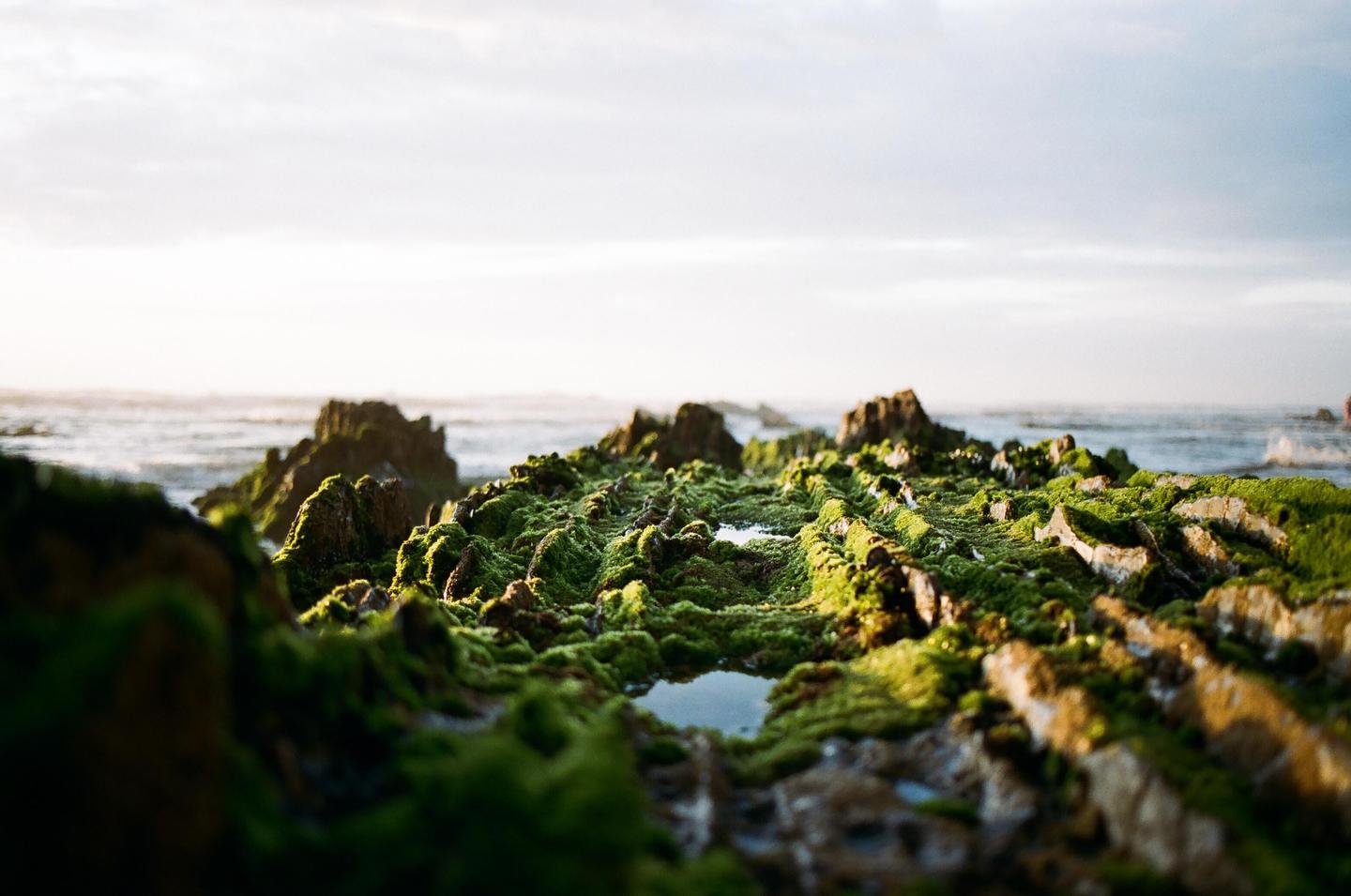 Mossy rocks with small pools of water line the Atlantic coast.